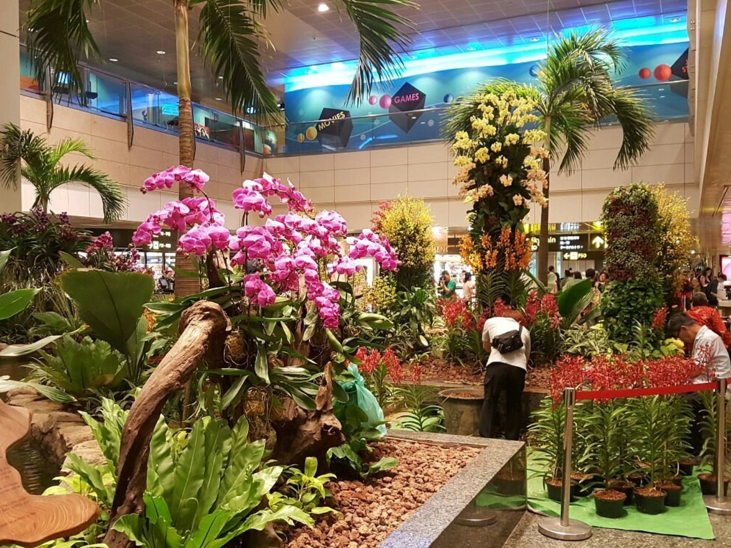 Ham Rong Mountain Orchid Garden attracts tourists with many rare orchids and exotic hybrids